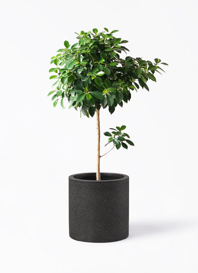 黒・ブラックの鉢カバー付きの観葉植物 | HitoHana（ひとはな）