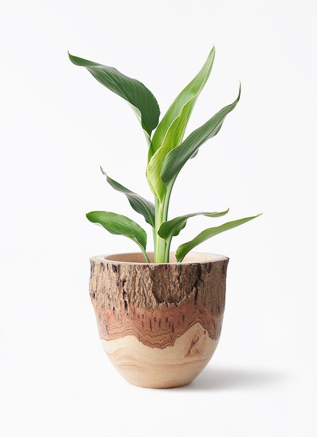 ストレリチア レギネ 6号 | 観葉植物 | インテリアやギフトに