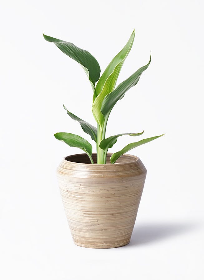 ストレリチア レギネ | 観葉植物の通販ならHitoHana（ひとはな）