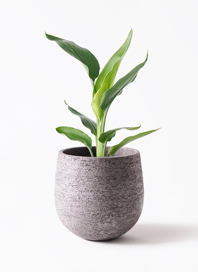 観葉植物 ストレリチア (ストレチア) レギネ 6号 エコストーンGray 付き | 観葉植物ならHitoHana(ひとはな)