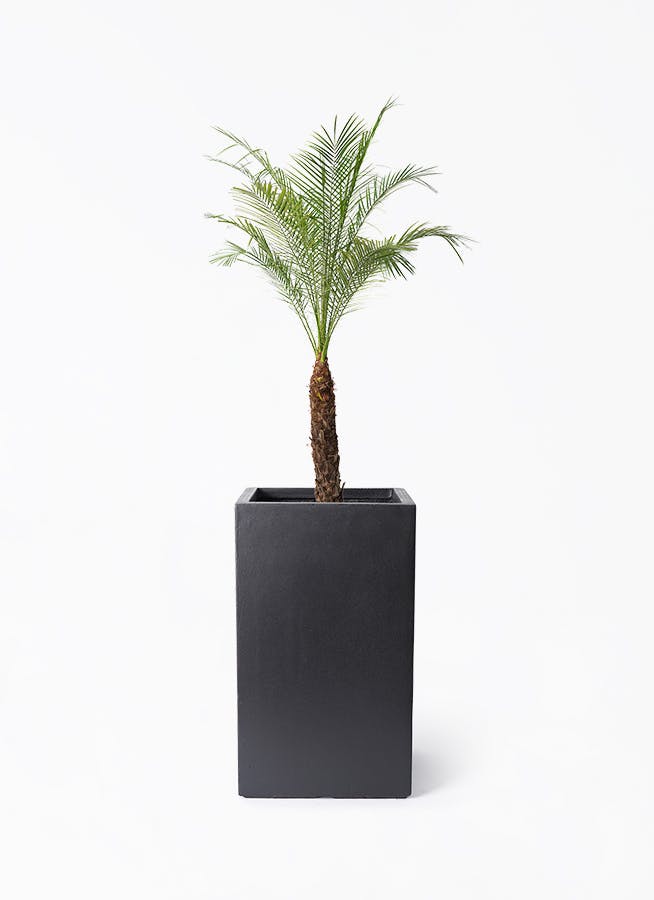 フェニックスロベレニー 8号 | 観葉植物 | インテリアやギフトに