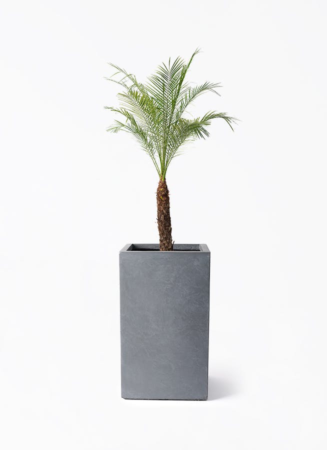 フェニックスロベレニー 8号 | 観葉植物 | インテリアやギフトに