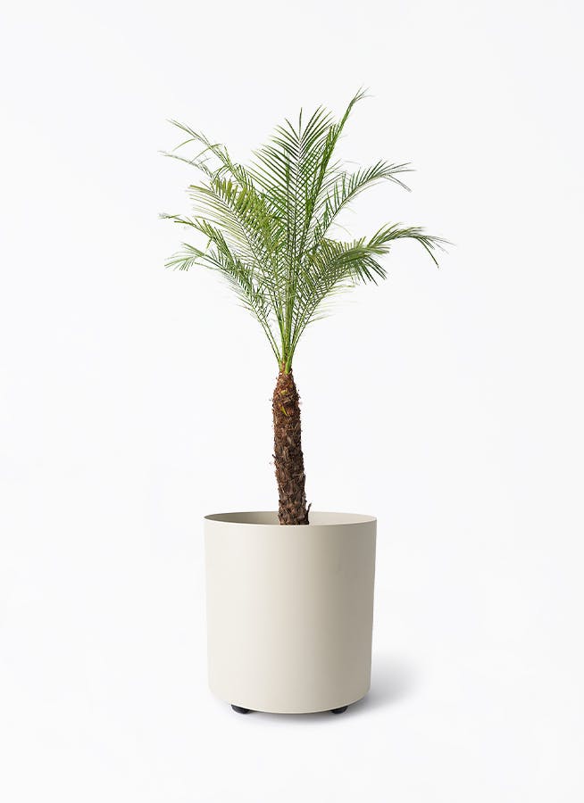 b*r様 フェニックス・ロベレニー 【3本立 】鉢植え 南国リゾート風 観葉植物 フェニックス・ロベレニー 【3本立 】鉢植え 南国リゾート風