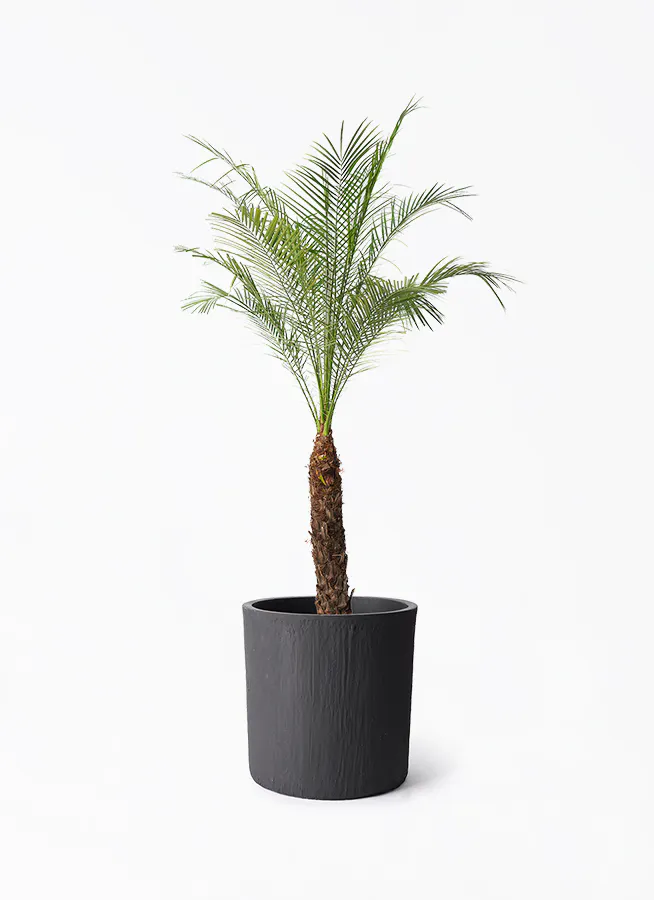 フェニックスロベレニー 8号 | 観葉植物 | インテリアやギフトに 