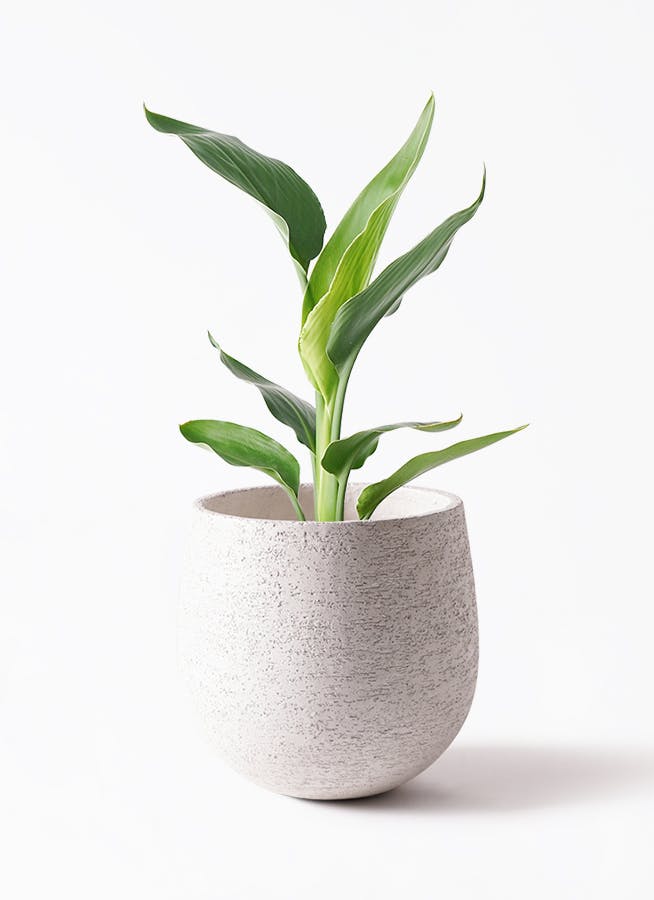観葉植物 ストレリチア (ストレチア) レギネ 6号 エコストーンwhite