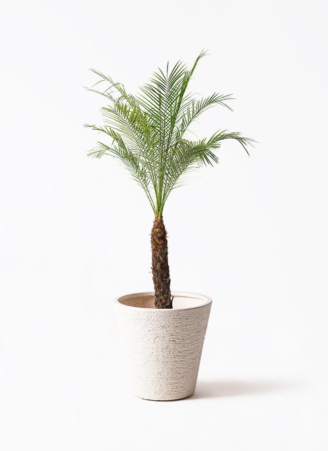 フェニックスロベレニー | 観葉植物の通販ならHitoHana（ひとはな）