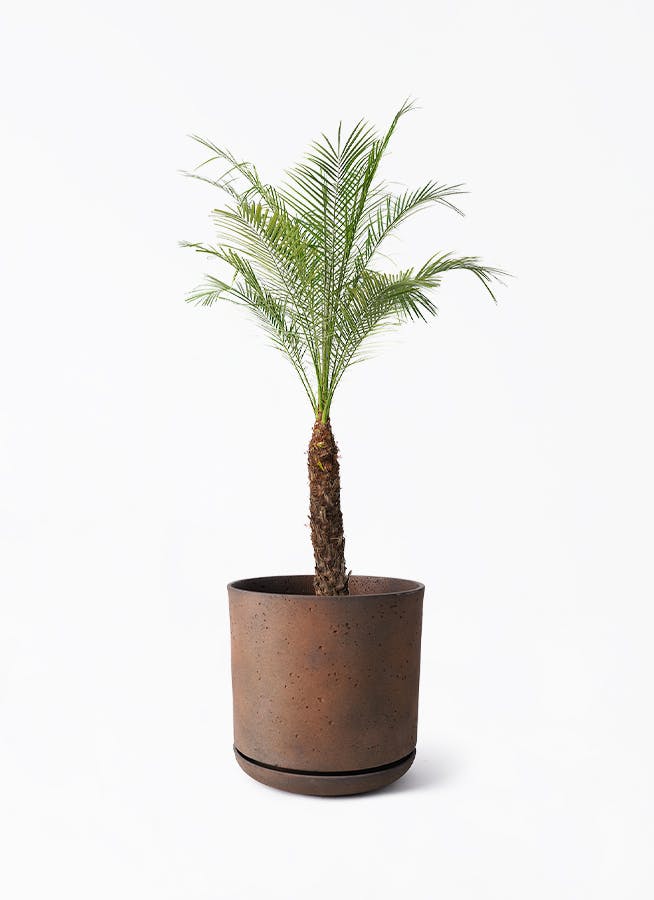 フェニックスロベレニー 8号 | 観葉植物 | インテリアやギフトに