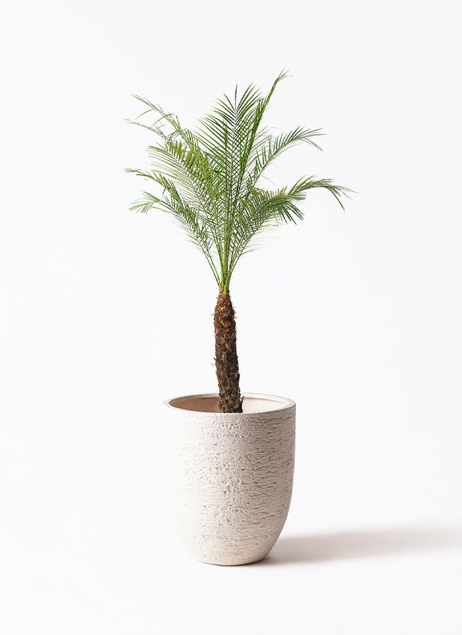 フェニックスロベレニー | 観葉植物の通販ならHitoHana（ひとはな）