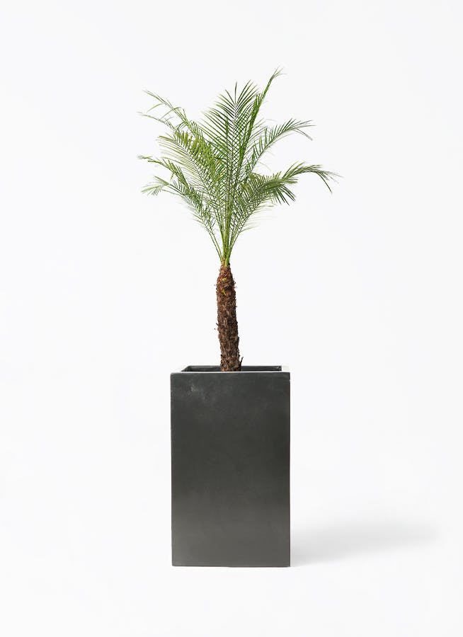 ［現品］83番　フェニックスロベレニー　8号　観葉植物　室内　ヤシ　南国風 フェニックスロベレニー 8号 | 観葉植物 | インテリアやギフトに