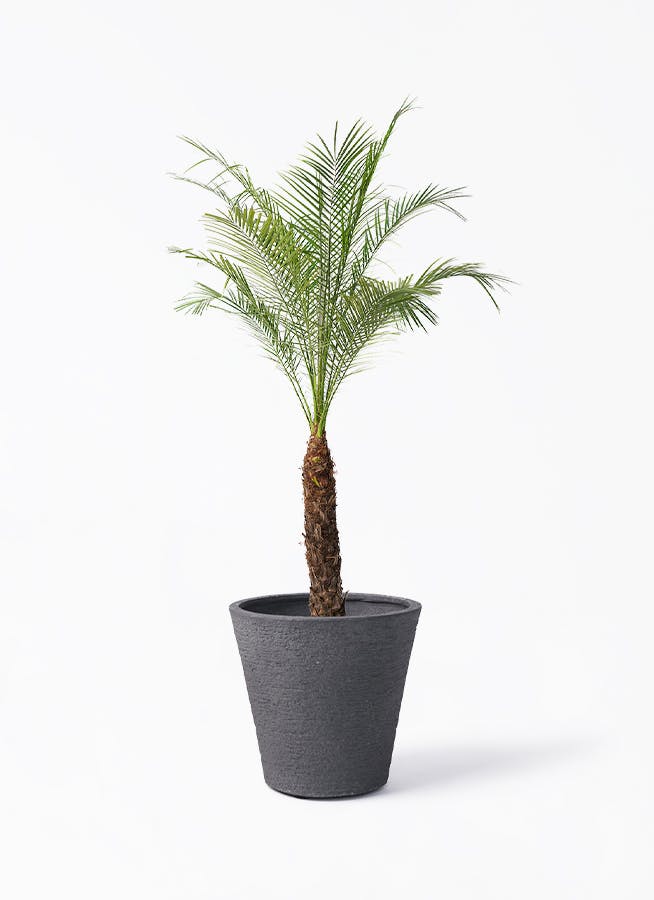 フェニックスロベレニー 8号 | 観葉植物 | インテリアやギフトに