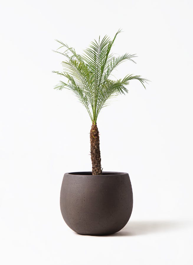 フェニックスロベレニー | 観葉植物の通販ならHitoHana（ひとはな）