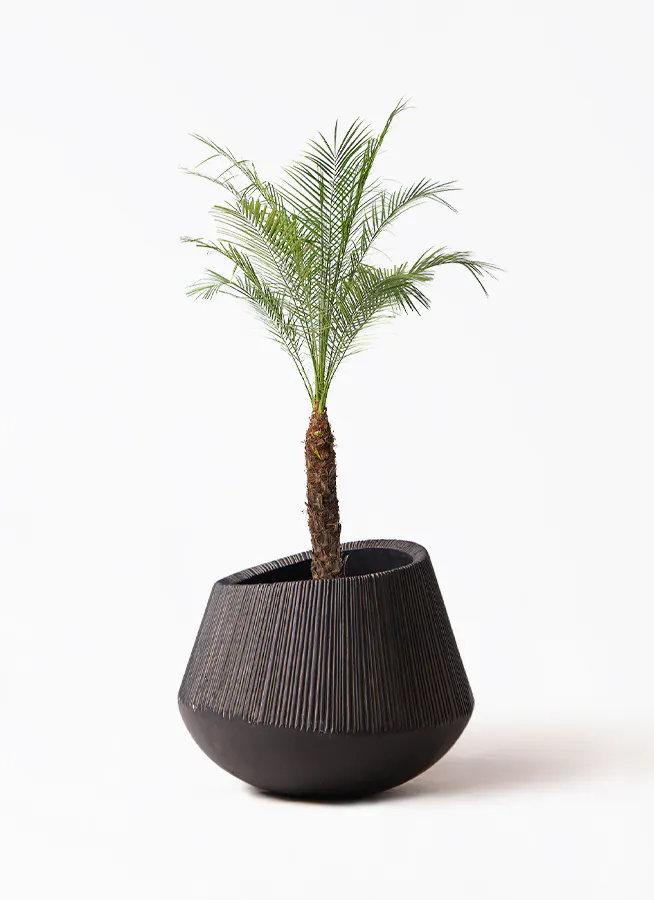 フェニックスロベレニー | 観葉植物の通販ならHitoHana（ひとはな）