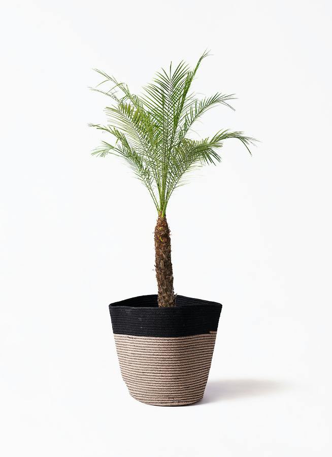 フェニックスロベレニー 8号 | 観葉植物 | インテリアやギフトに