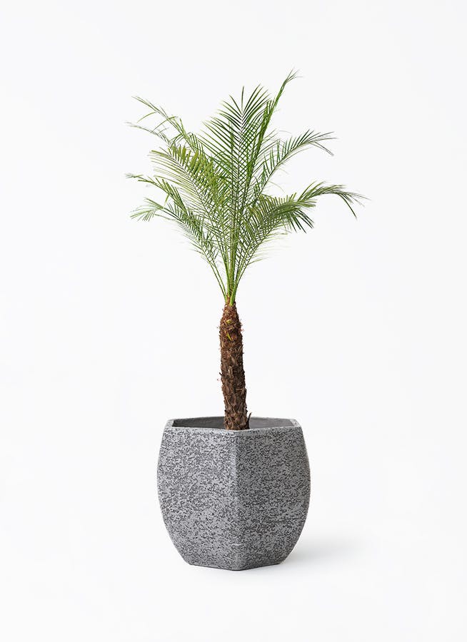 観葉植物 フェニックスロベレニー 8号 Eco Stone（エコストーン
