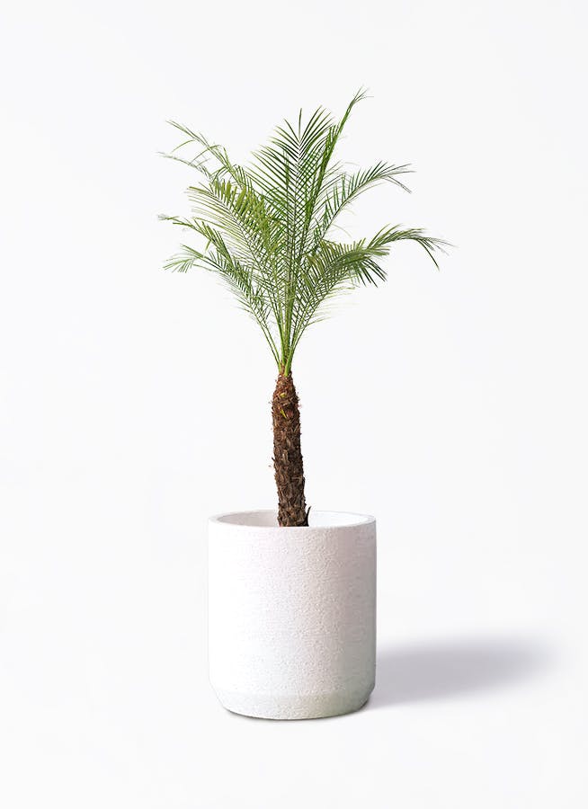 フェニックスロベレニー | 観葉植物の通販ならHitoHana（ひとはな）