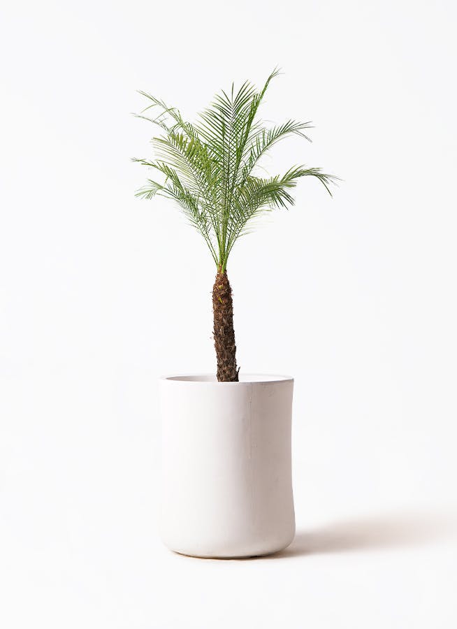 サ*ン様 フェニックス ロベレニー　8号　現物 フェニックスロベレニー 8号 | 観葉植物 | インテリアやギフトに