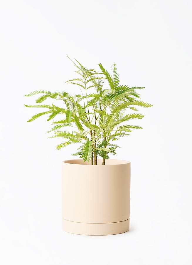 エバーフレッシュ 4号 | 観葉植物 | インテリアやギフトに - Hitohana（ひとはな）