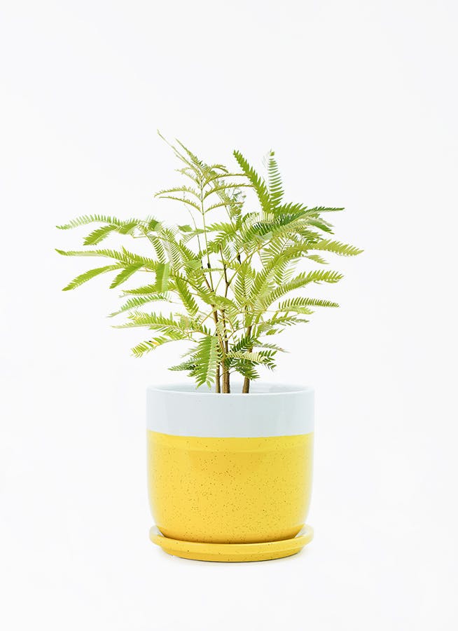 観葉植物 エバーフレッシュ 4号 ボサ造り レーニ 14 イエロー 付き | 観葉植物ならHitoHana(ひとはな)