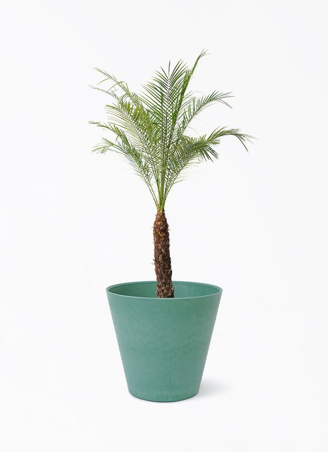 フェニックスロベレニー | 観葉植物の通販ならHitoHana（ひとはな）