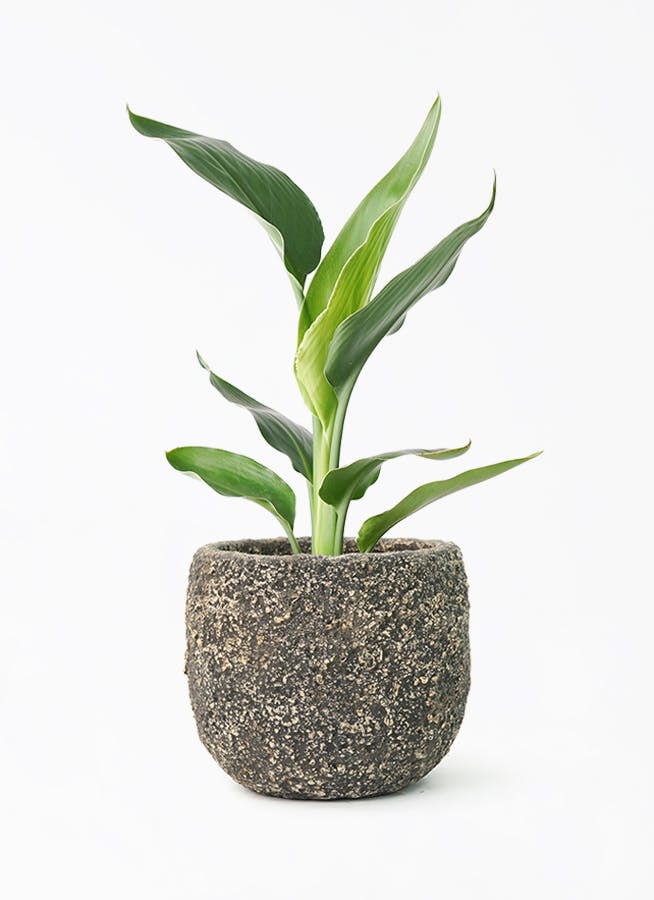 ストレリチア レギネ 6号 | 観葉植物 | インテリアやギフトに