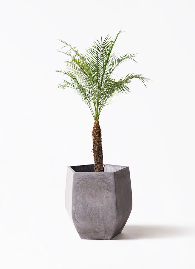 観葉植物 フェニックスロベレニー 8号 ファイバークレイ Gray 付き | 観葉植物ならHitoHana(ひとはな)