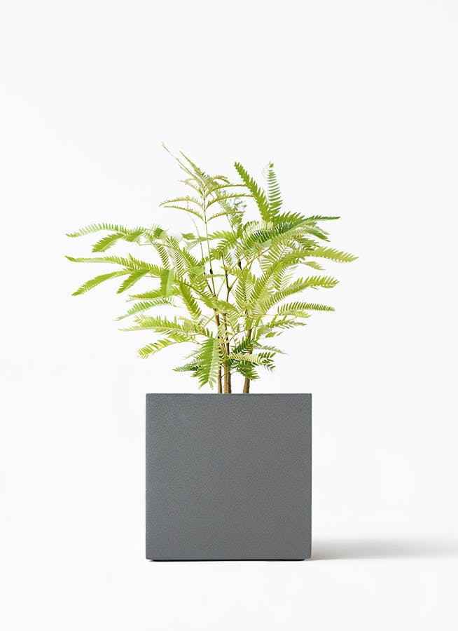 エバーフレッシュ 4号 | 観葉植物 | インテリアやギフトに - Hitohana（ひとはな）