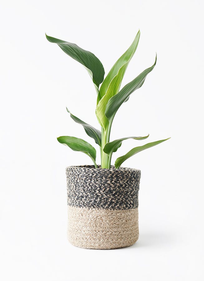 ストレリチア レギネ | 観葉植物の通販ならHitoHana（ひとはな）