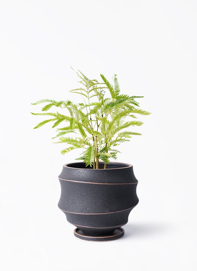 観葉植物 エバーフレッシュ 4号 ボサ造り ラバポット 付き | 観葉植物ならHitoHana(ひとはな)