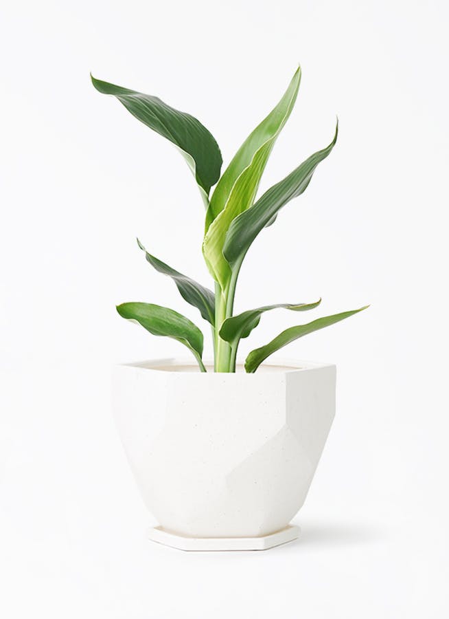 ストレリチア レギネ | 観葉植物の通販ならHitoHana（ひとはな）