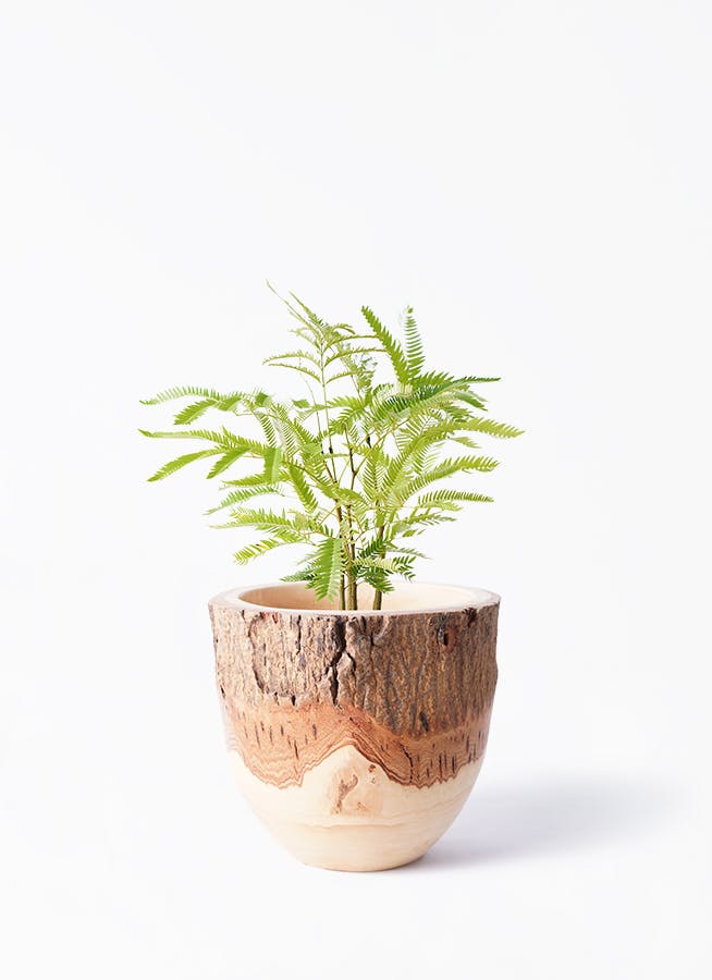 エバーフレッシュ 4号 | 観葉植物 | インテリアやギフトに - Hitohana（ひとはな）