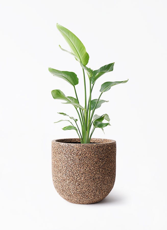 オーガスタ 8号 | 観葉植物の通販ならHitoHana