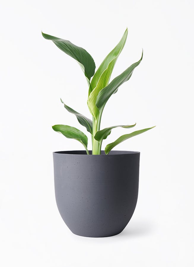 ストレリチア レギネ 6号 | 観葉植物 | インテリアやギフトに