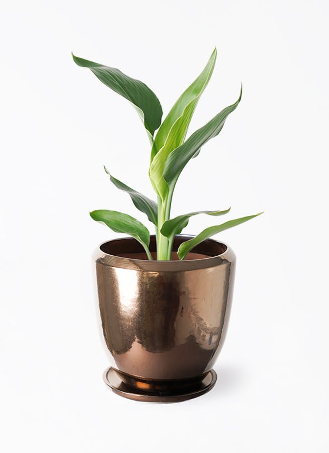 ◎*◎様 ストレリチアレギネ蕾付き６号鉢 楽天市場】観葉植物 ストレリチア・レギネ 6号鉢 高さ約60～70cm