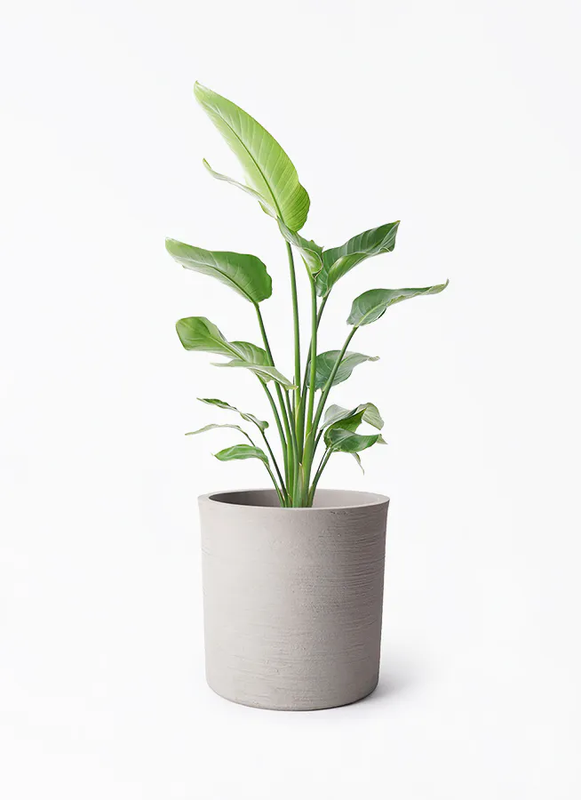 オーガスタ 大型 | 観葉植物の通販ならHitoHana