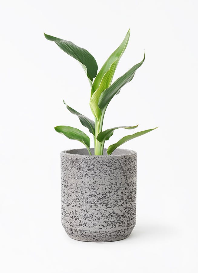 ストレリチア レギネ 6号 | 観葉植物 | インテリアやギフトに