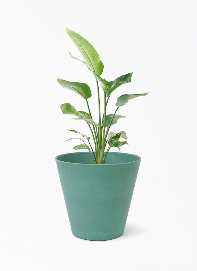 オーガスタ 大型 | 観葉植物の通販ならHitoHana