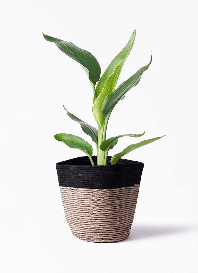 ◎*◎様 ストレリチアレギネ蕾付き６号鉢 観葉植物 ストレリチア (ストレチア) レギネ 6号 エコストーン