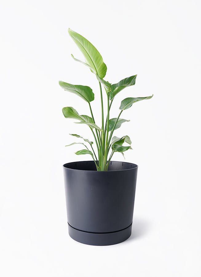 オーガスタ | 観葉植物の通販ならHitoHana（ひとはな）
