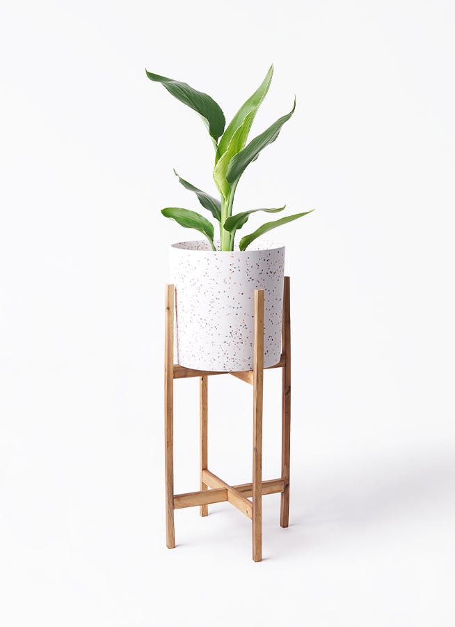 ストレリチア レギネ 6号 | 観葉植物 | インテリアやギフトに