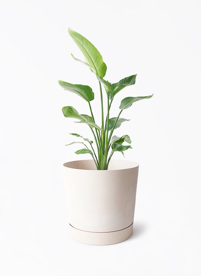 オーガスタ | 観葉植物の通販ならHitoHana（ひとはな）