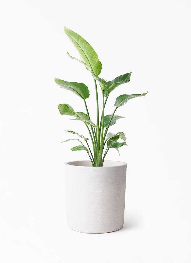 MiAです♪2点セット！ポリシャス　オーガスタ　苗　苗木　観葉植物 オーガスタ | 観葉植物の通販ならHitoHana（ひとはな）