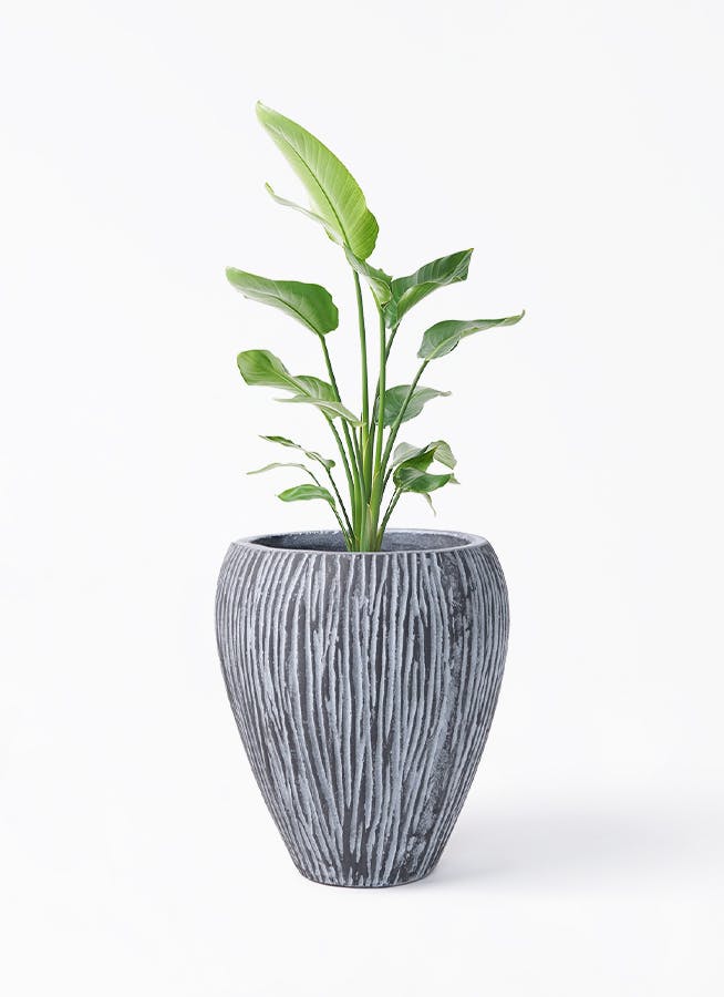 オーガスタ 大型 | 観葉植物の通販ならHitoHana