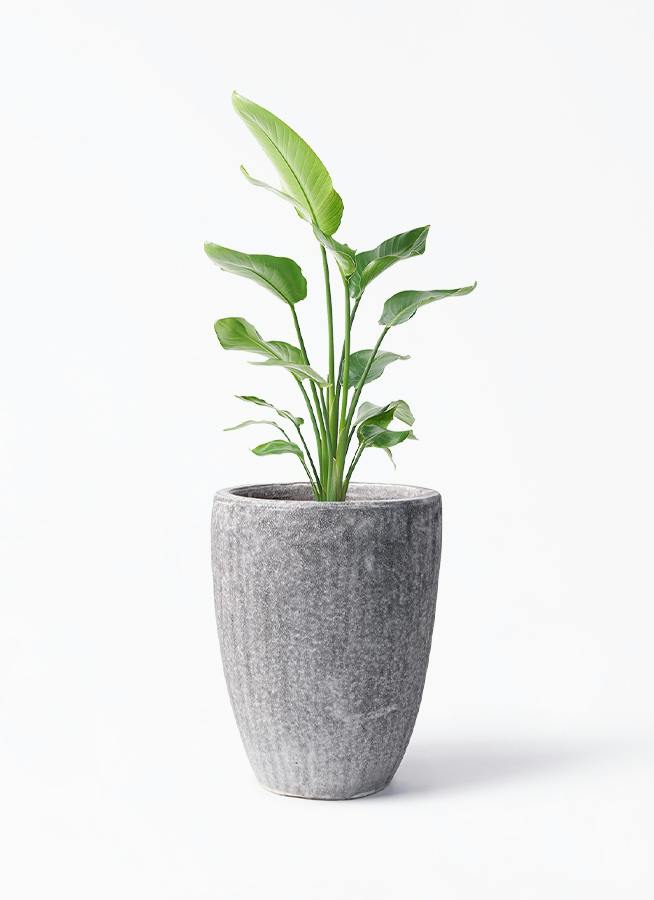 オーガスタ ノーマル | 観葉植物通販HitoHana(ひとはな)