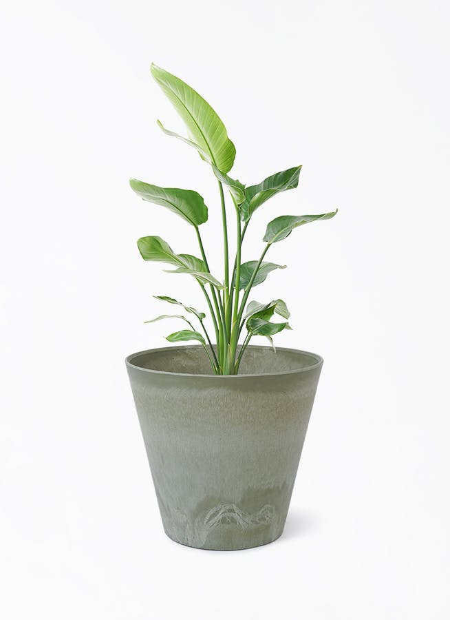 オーガスタ 8号 | 観葉植物の通販ならHitoHana