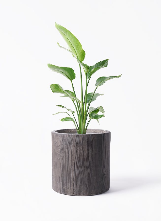 ストレチア　オーガスタ　美品❗️ 107センチ　８号鉢　観葉植物　ガーデニング augusta-43_0001.jpg?1726621480