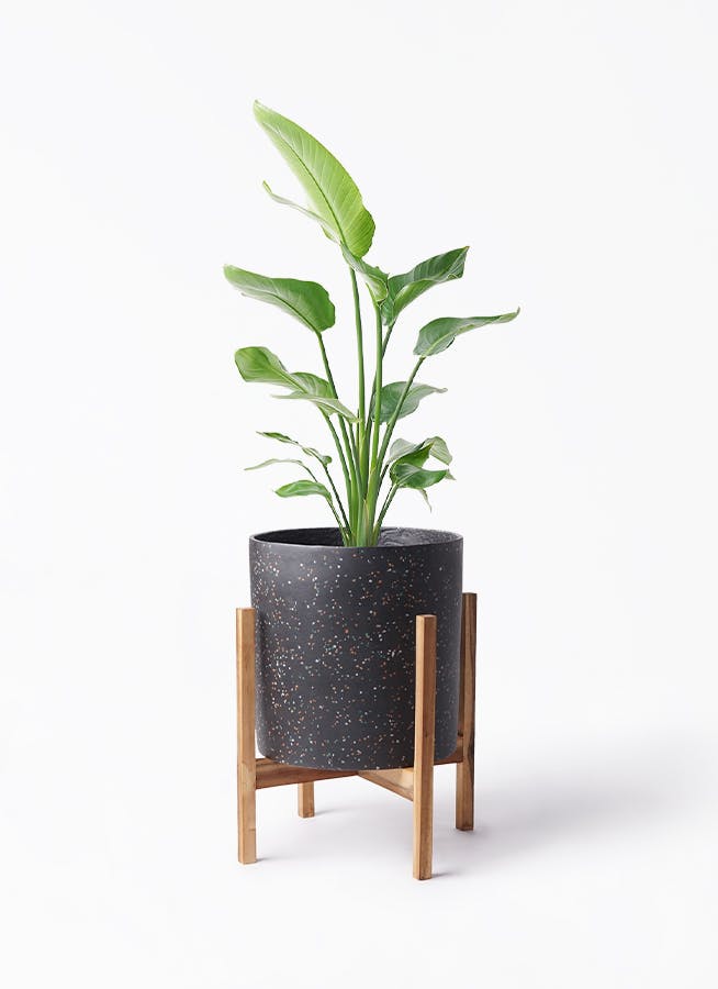 オーガスタ | 観葉植物の通販ならHitoHana（ひとはな）