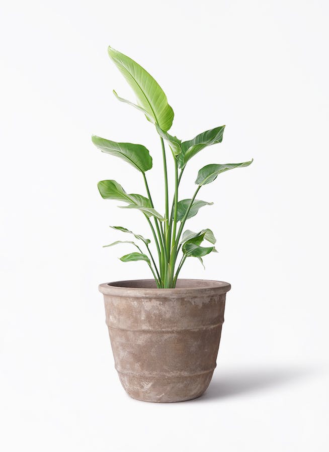 オーガスタ | 観葉植物の通販ならHitoHana（ひとはな）