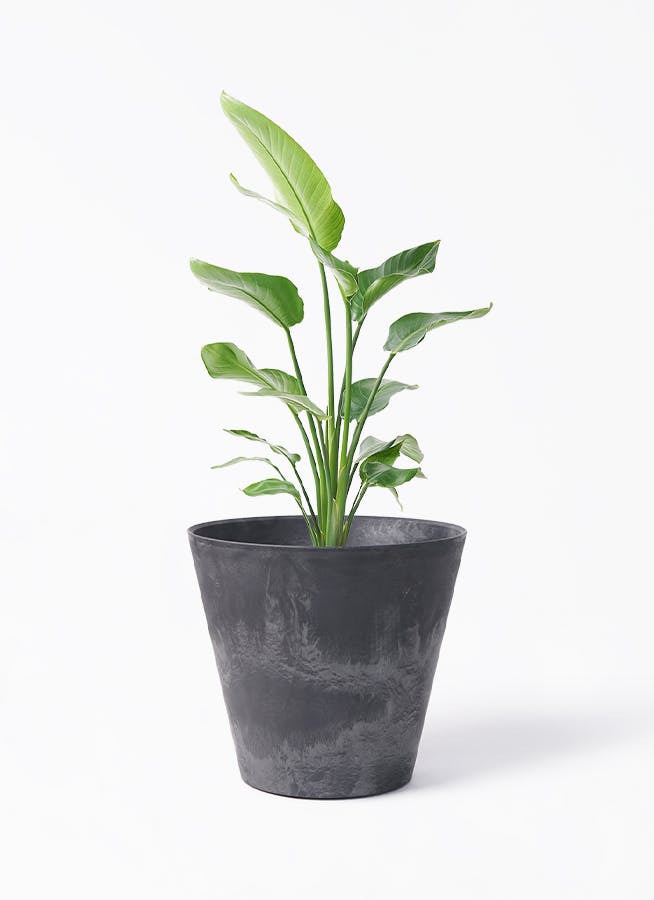 オーガスタ 大型 | 観葉植物の通販ならHitoHana オーガスタ 大型 | 観葉植物の通販ならHitoHana