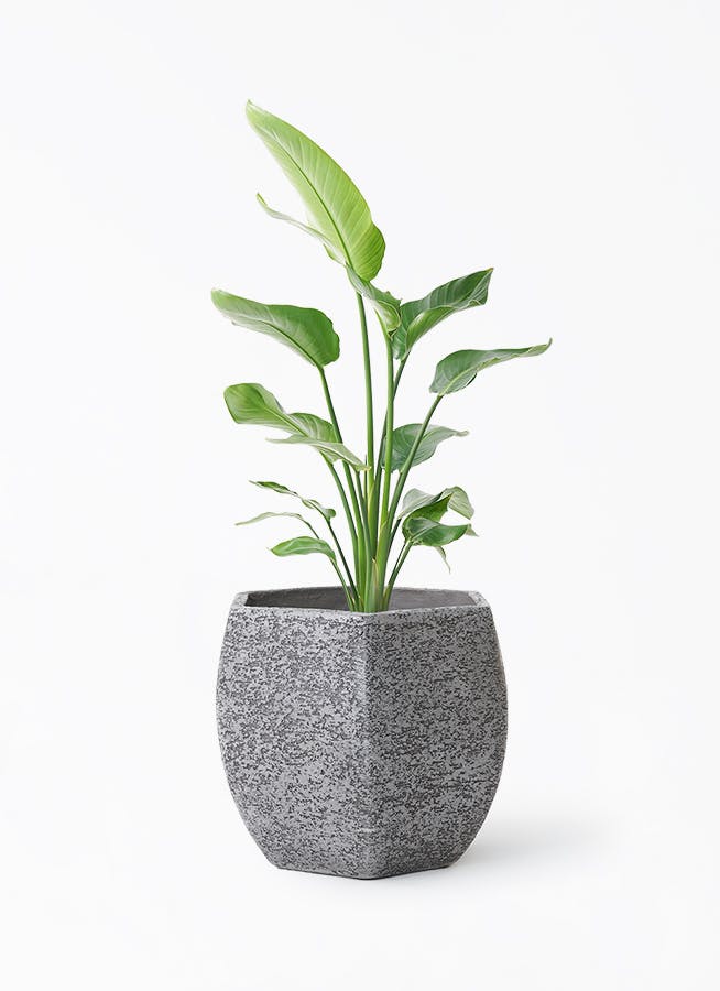 オーガスタ 8号 | 観葉植物の通販ならHitoHana