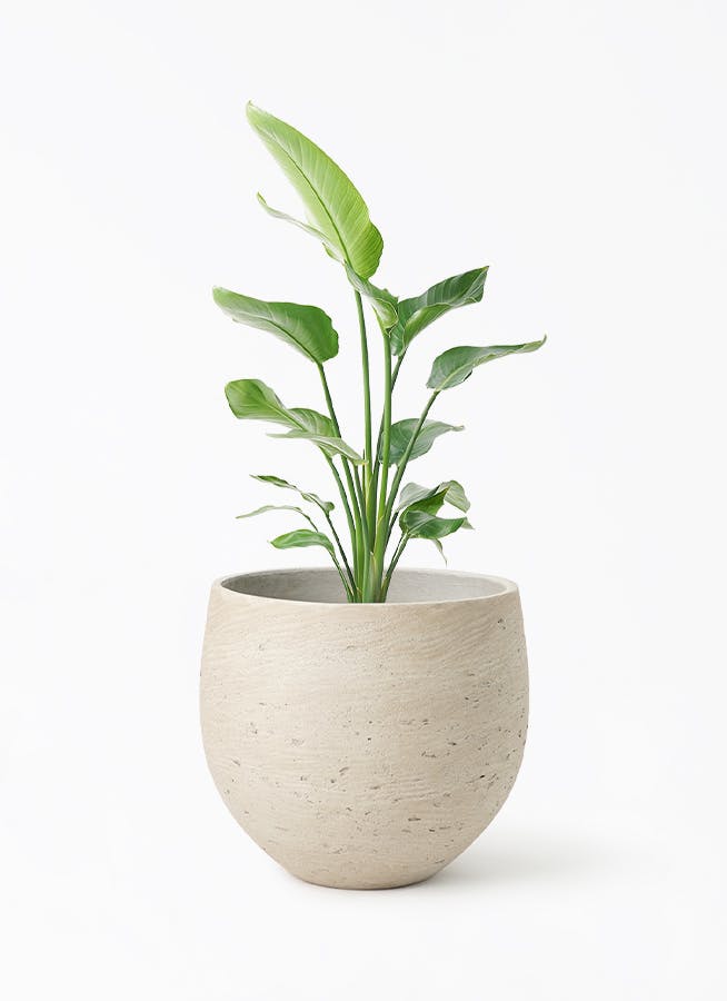 ⑥　ストレリチア　オーガスタ　8号　３株植え　最高等級極上品‼️ ③ ストレリチアオーガスタ 8号 3株植え特大苗木最高等級極上品